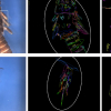 Dictionary-Free Categorization of Very Similar Objects via Stacked Evidence Trees